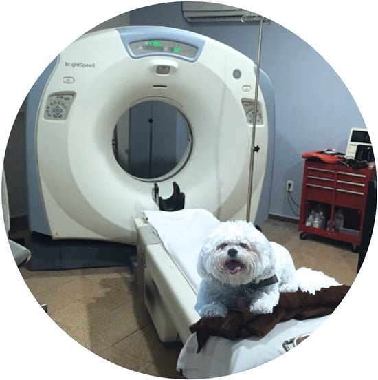 How Much Is A Ct Scan For A Dog
